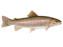 Find White River, AR United States Fish Species with Wilkinson